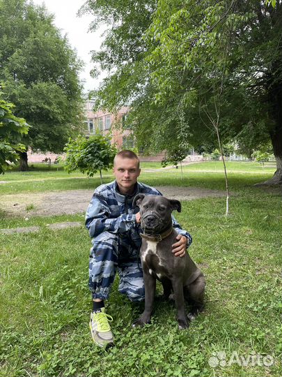 Инструктор - Кинолог. Дрессировка собак