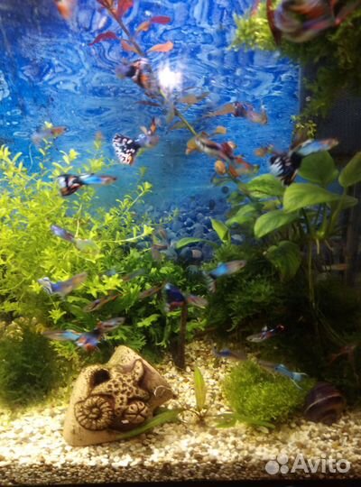 Гуппи Эндлера