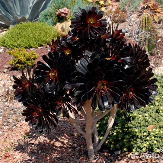 Эониум черный древовидный / отправка почтой