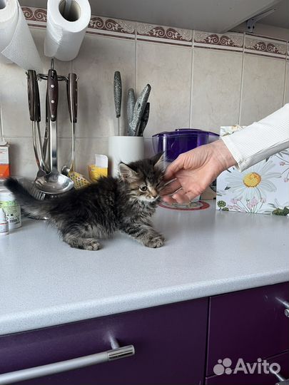 Котенок Пушок