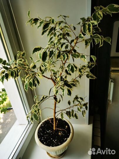 Фикус де Гантель