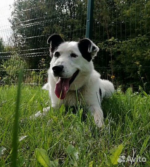 Граф - это редкий концентрат радости, добра и весе