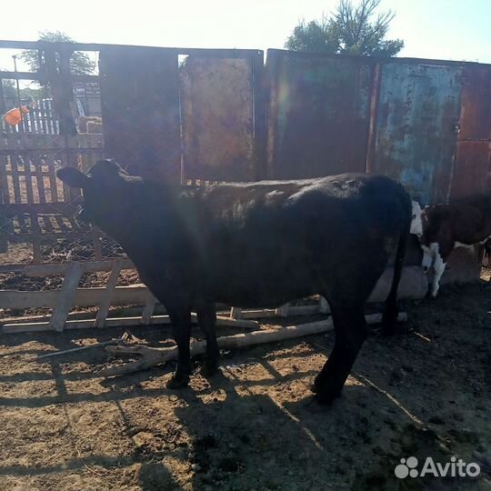 Тёлки и бычок