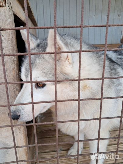 Отдам в добрые руки Хаски