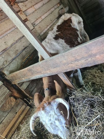 Коровы и телки