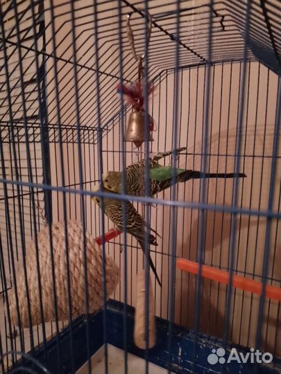 Попугаи Волнистые с Клеткой
