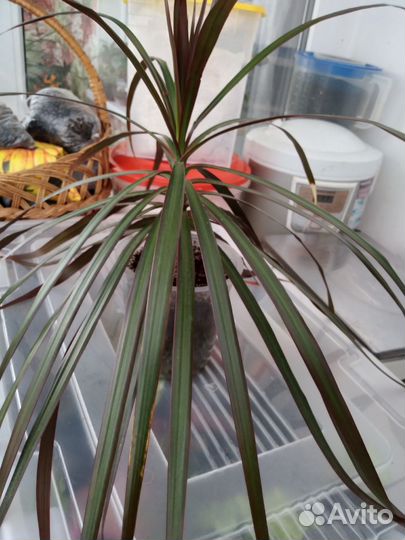 Пальма драцена.дифинбахия