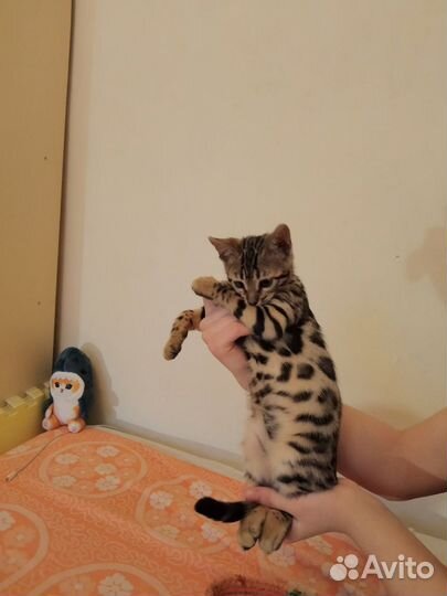 Бенгальский котенок девочка