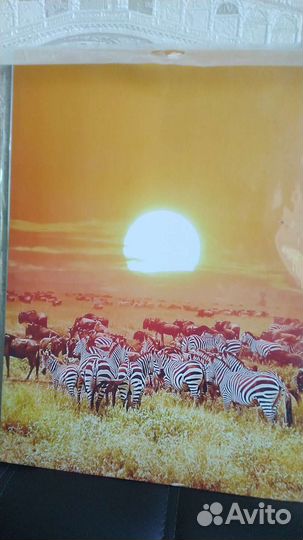 Постеры новые