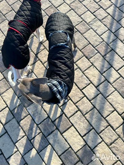 Попона для собаки