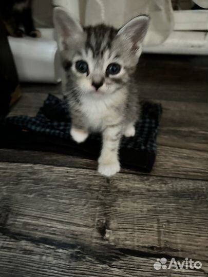 Котята отдам бесплатно