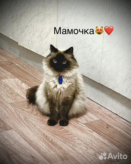 Открыта бронь на невских маскарадных котят