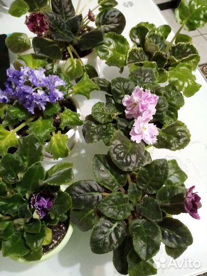 Фиалка в горшках