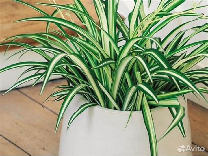 Хлорофитум оранж бонни оушен капский