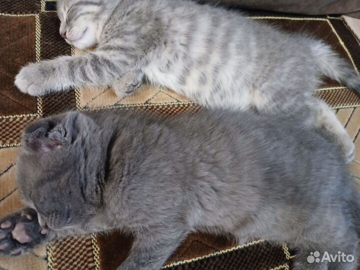 Вислоухие котята