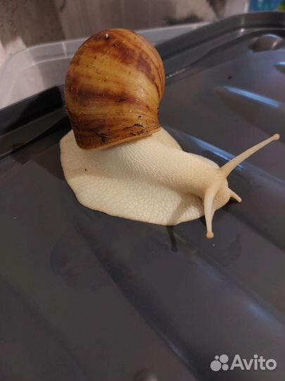 Улитка Архахатина Маргината Овум Альбина