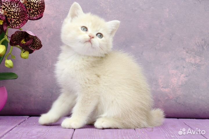 Британская золотая лиловая шиншилла кошка bri cy12