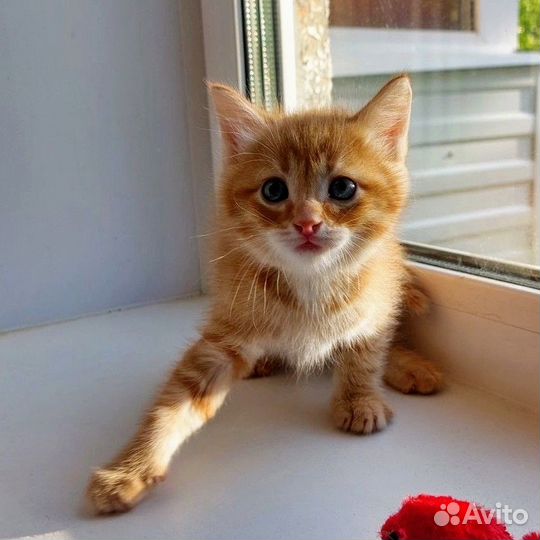 Рыжий котенок мальчик