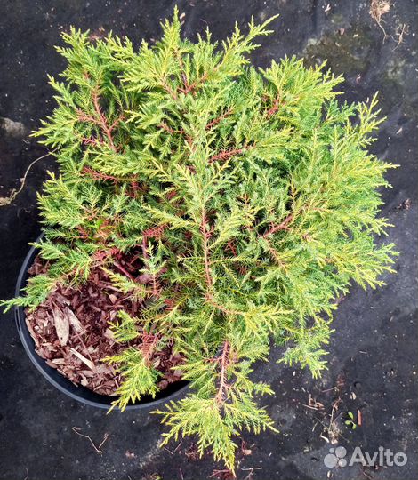 Можжевельники горизонтальные