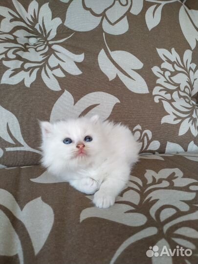 Котëнок в дар