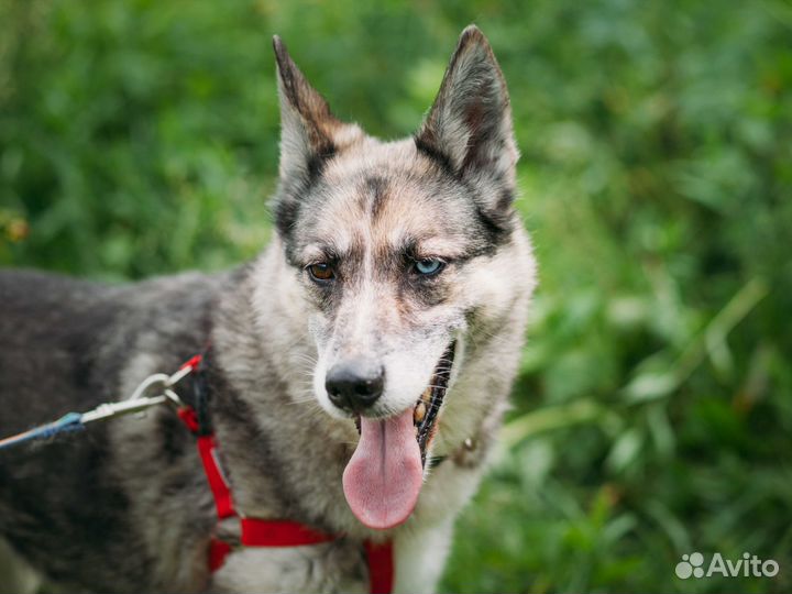 Мраморная ласковая 