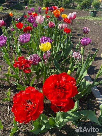 Детки тюльпанов