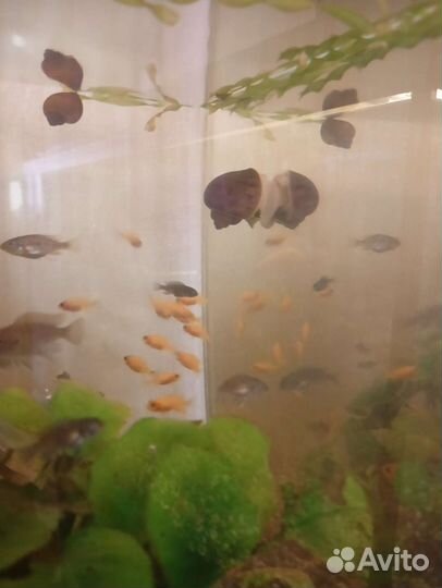 Рыбы цихлиды