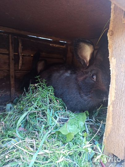 Кролик самцы,самки