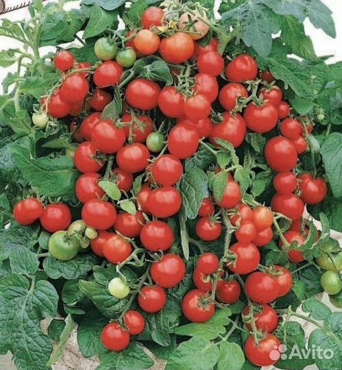Помидор рассада