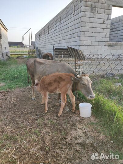 Корова дойная с теленком, телка 1 год