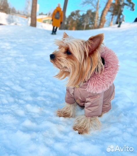 Собаки бесплатно в добрые руки