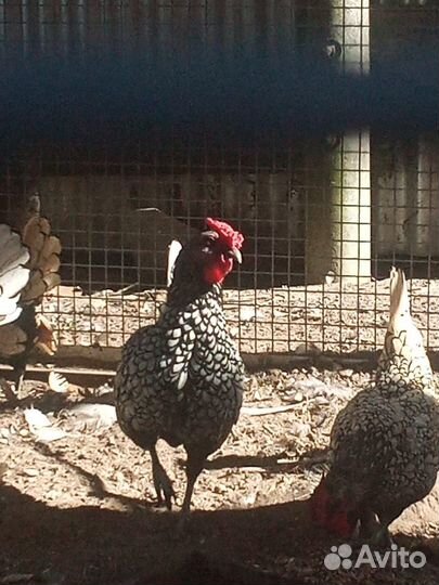 Петухи Сибрайт