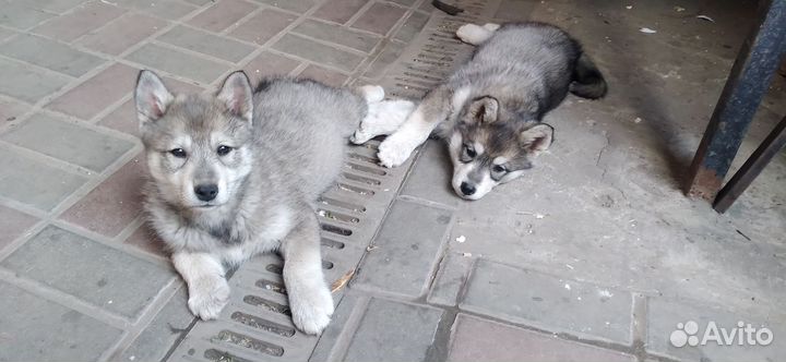 Щенки Хаски
