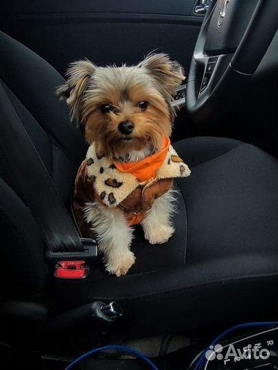 Йоркширский терьер щенки