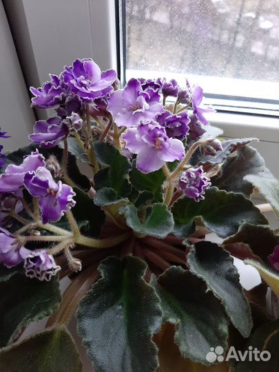 Цветущие фиалки