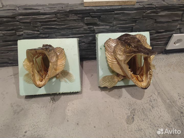 Чучело головы щуки