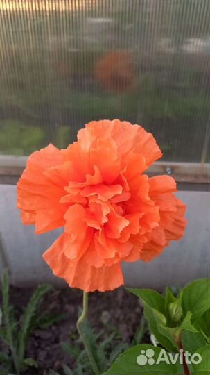 Мак махровый