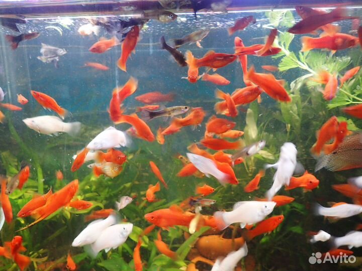 Аквариумные рыбки