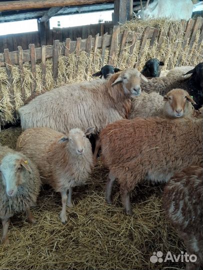 Овцы, бараны, ярки