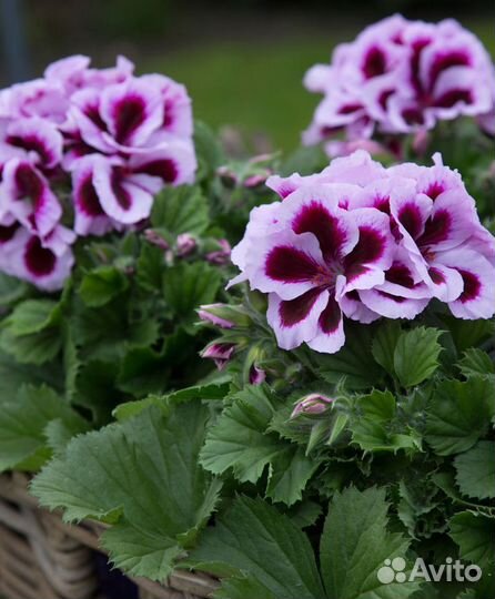 Пеларгонии королевские, розебудные
