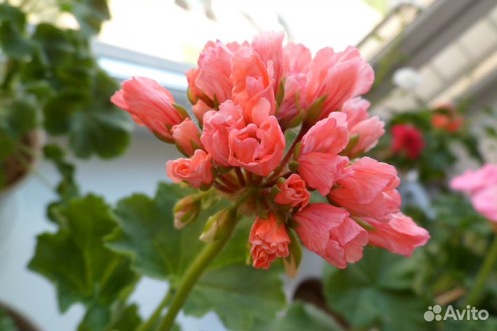 Пеларгония сортовая Marie Louise