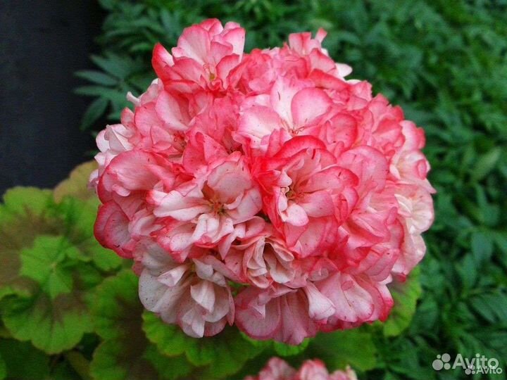 Пеларгонии сортовые