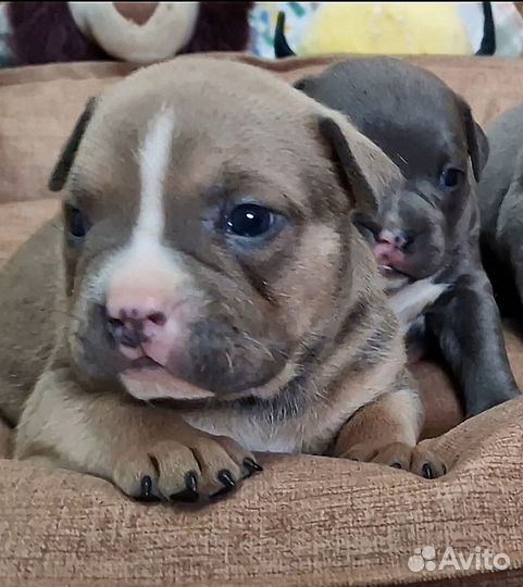 Американский булли