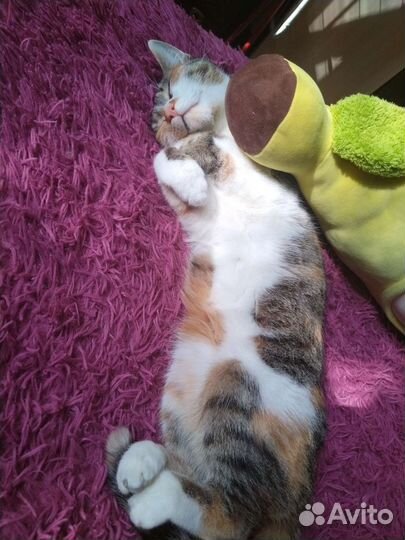 Кошки в добрые руки