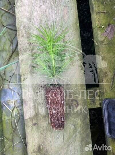 Сеянцы зкс Сосна окс Ель Лиственница Горная