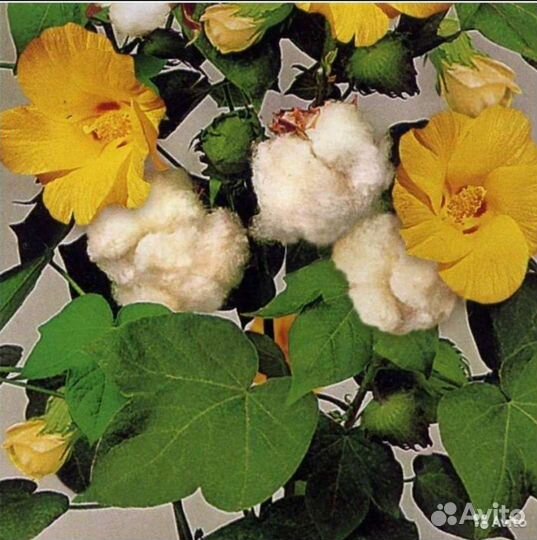 Баухиния,Руэлия,Хлопчатник,Каликант семена