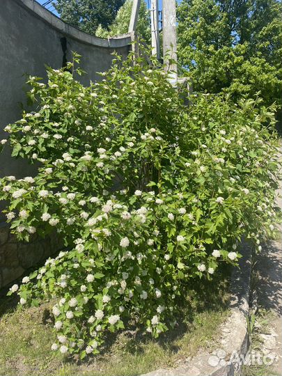 Пузыреплодник