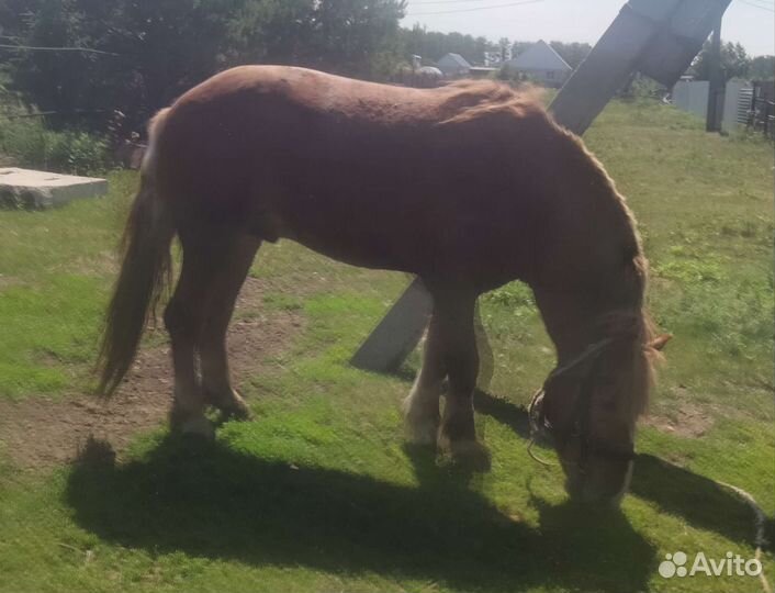 Лошади, крс, перевоз скота