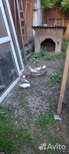 Голуби продажа бойные Тула 500р