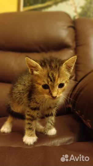 Котята в добрые руки даром